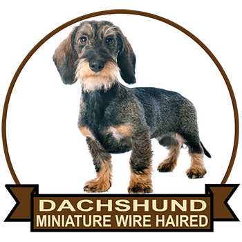 (image for) Dachshund - Miniature Wire Haired (DACH065)